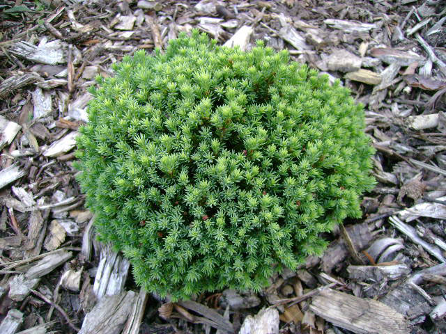 Picea mariana 'Blue Planet'