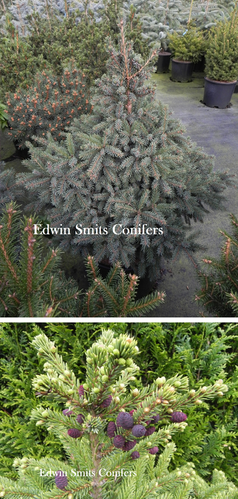 Picea mariana 'Dunetta'