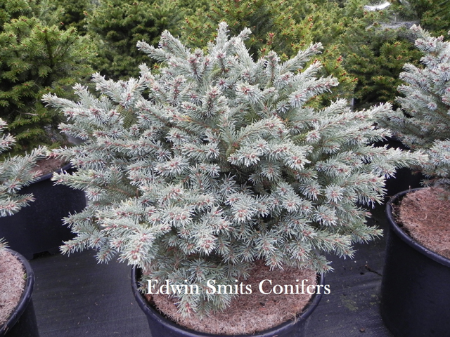 Picea mariana 'Seney'