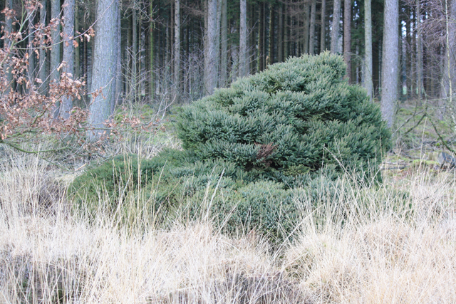 Picea mariana 'Stranger'