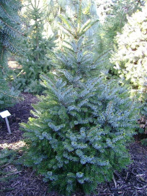 Picea omorika 'Frohnleiten'