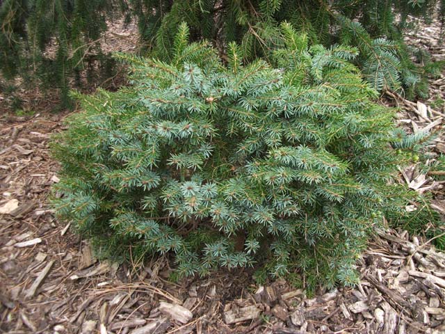 Picea omorika 'Horstmann'