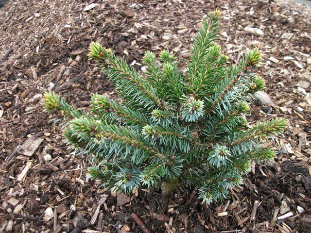 Picea omorika 'Kamenz'