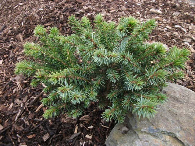 Picea omorika 'Kukleny'