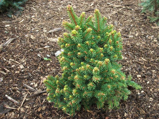 Picea abies 'Aurea W.B.' (Gold Nugget)