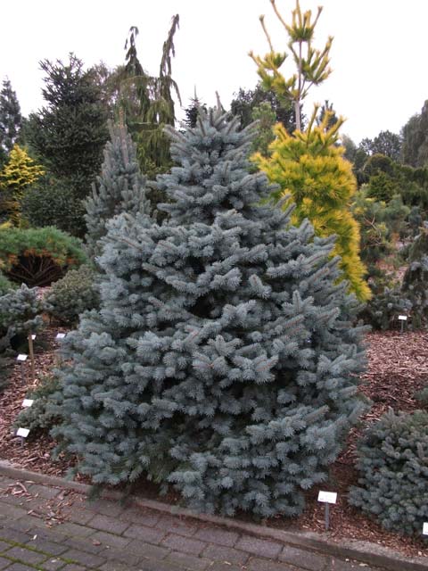 Picea pungens 'Barabits Compact'