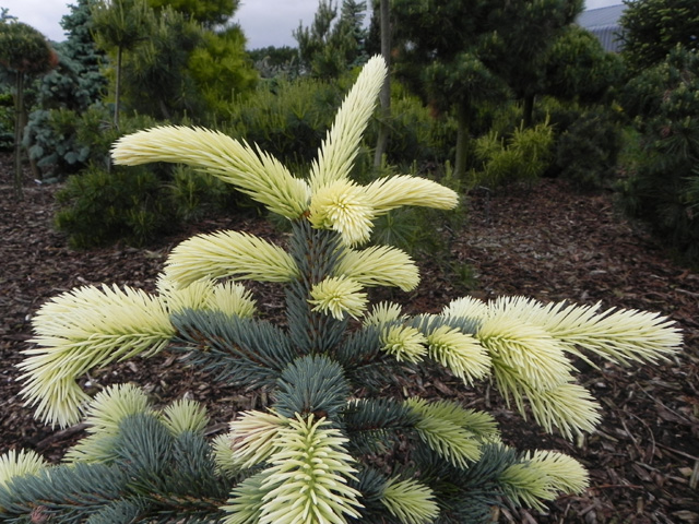 Picea pungens 'Bialobok'