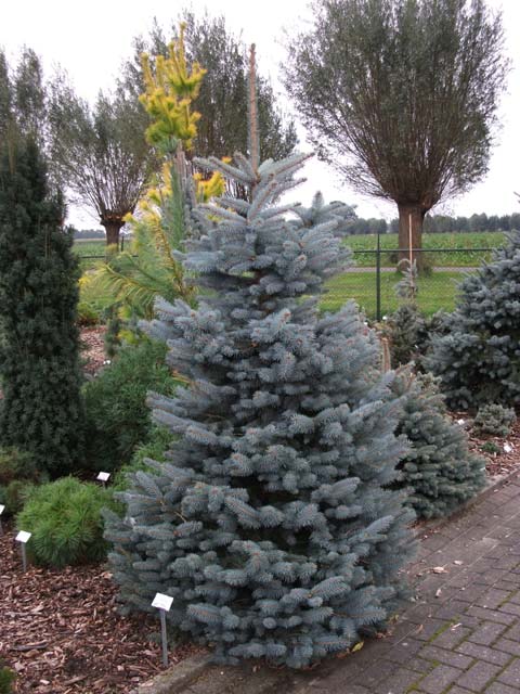 Picea pungens 'Filip's Blue Compact'