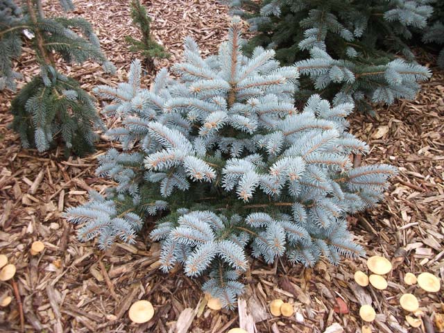 Picea pungens 'Glauca Globosa'