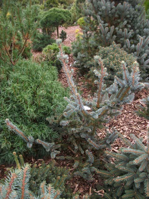 Picea pungens 'Iseli Foxtail'