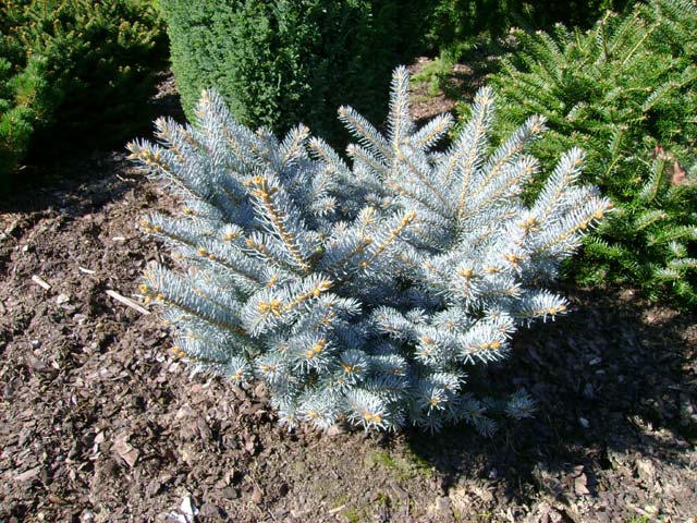 Picea pungens 'Jeddeloh'