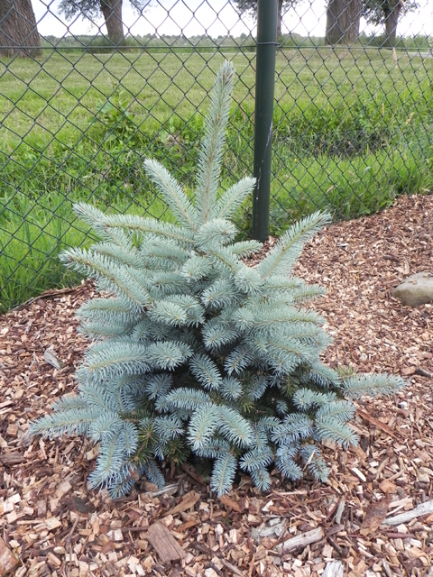 Picea pungens 'Krolewski'