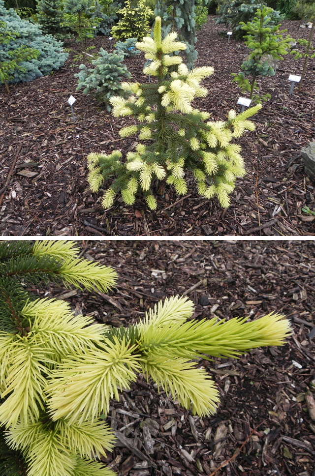 Picea pungens 'Maigold'