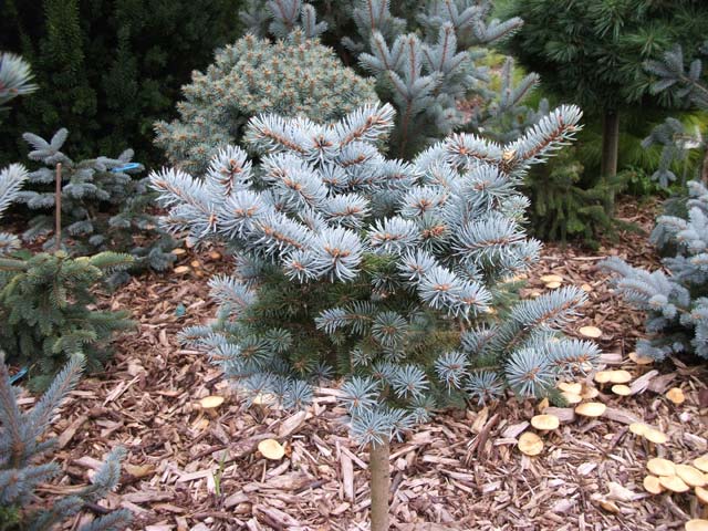 Picea pungens 'Nidiformis Kalous'