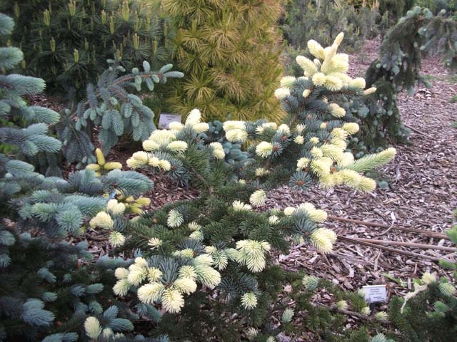 Picea pungens 'Niemetz'