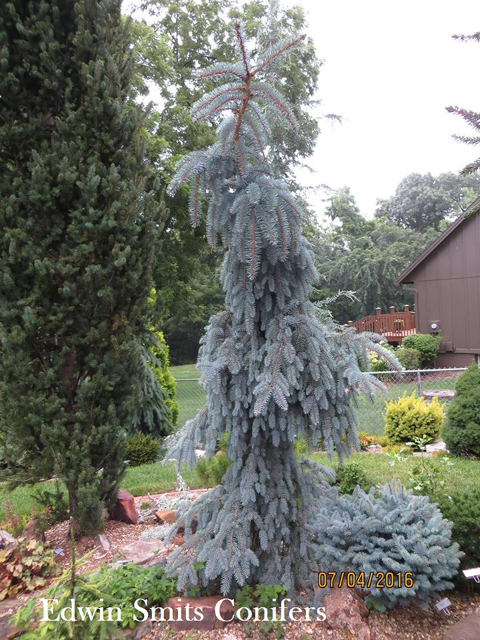 Picea pungens 'The Blues'