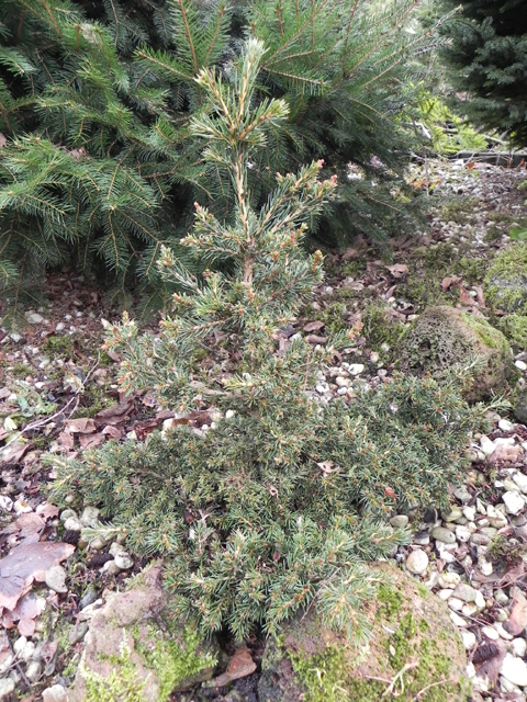 Picea rubens 'Pocono'