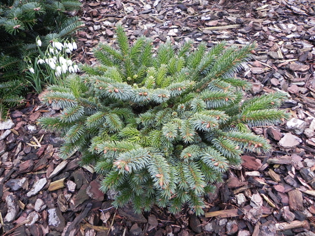 Picea sitchensis 'Ban'