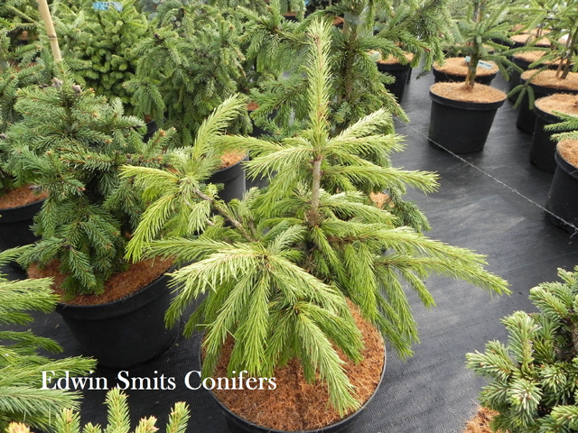 Picea smithiana 'Nana'