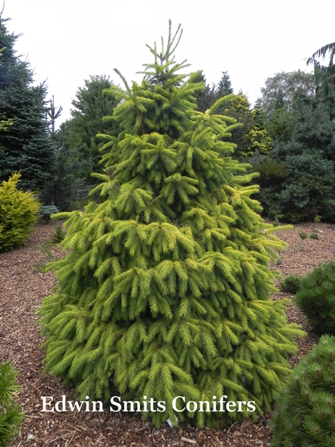 Picea smithiana 'Sunray'