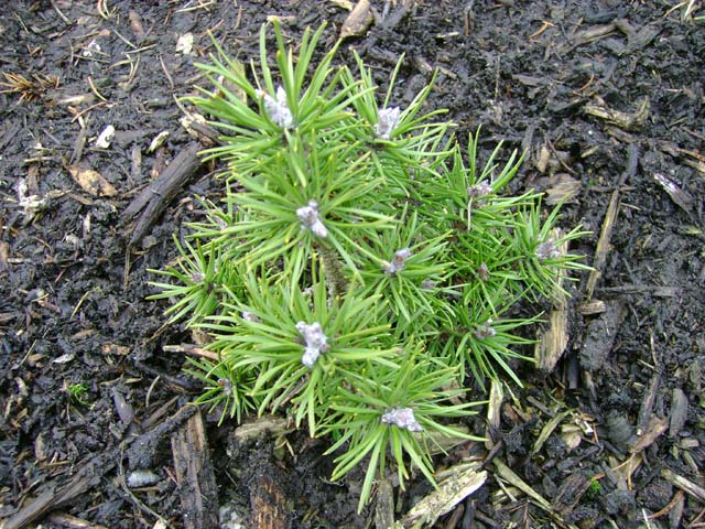 Pinus banksiana 'Manomet'