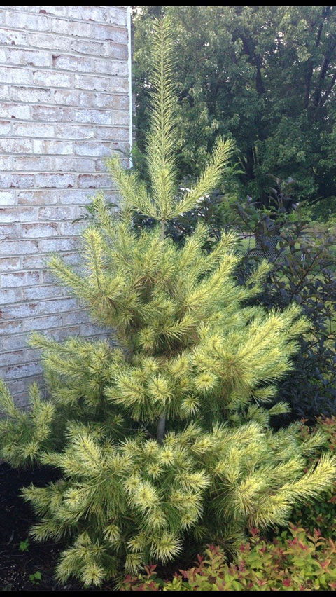 Pinus densiflora 'Golden Ghost'