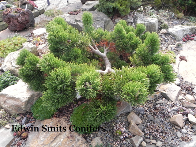 Pinus mugo 'Jakobsen'