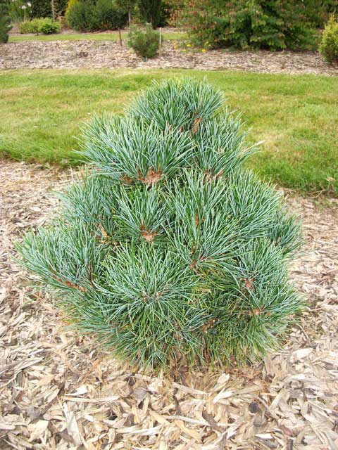 Pinus peuce 'Arnold Dwarf' (Nana)