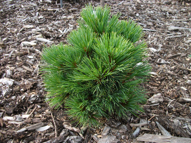 Pinus peuce 'Bergfeuer'