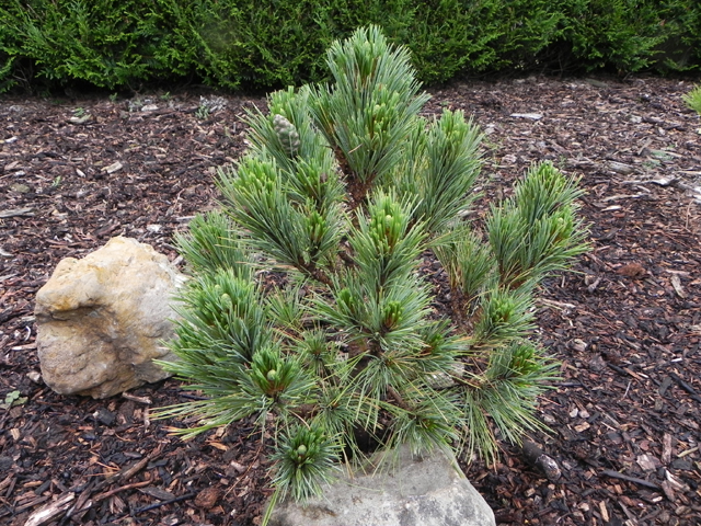 Pinus peuce 'Latgale'