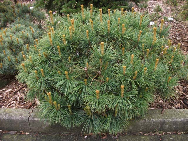 Pinus pumila 'Nana'  (Compacta)