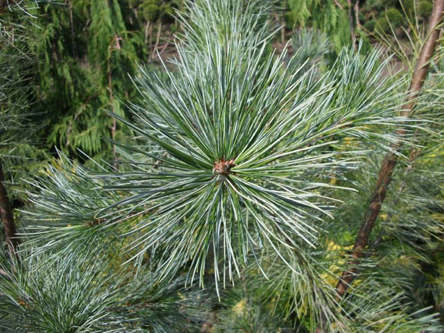 Pinus strobus 'Himmelblau'