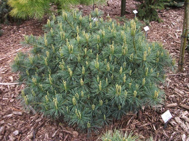 Pinus strobus 'Amelias Dwarf'