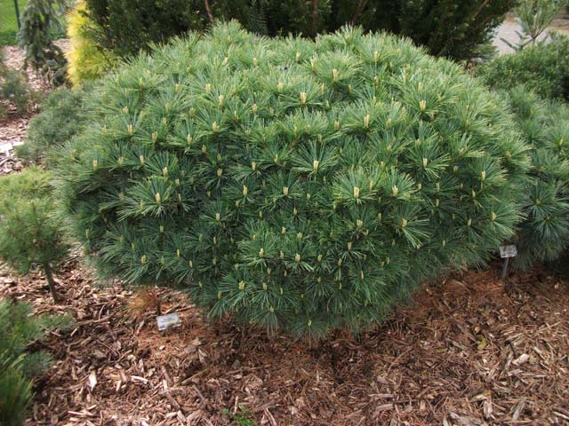 Pinus strobus 'Anna Fiele'