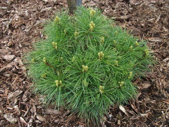 Pinus strobus 'E.R.'