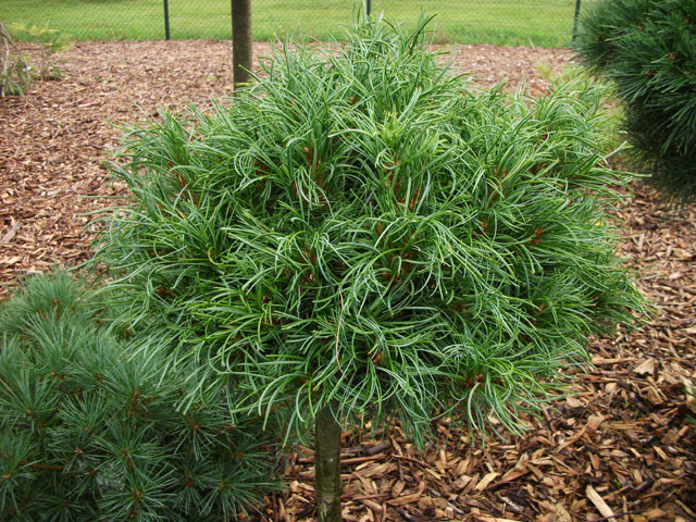 Pinus strobus 'Green Twist' (Green Curls)