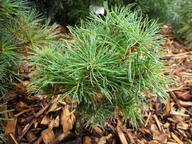 Pinus strobus 'Julian Pott'