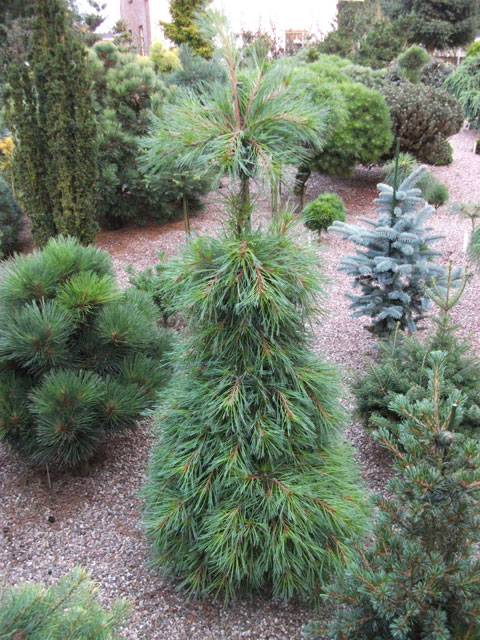 Pinus strobus 'Niagara Falls'