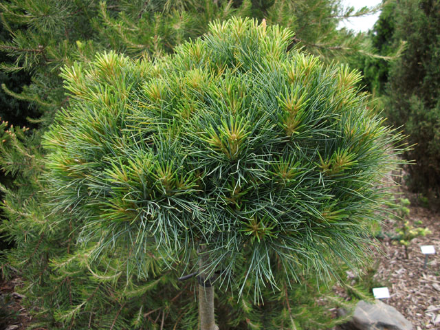 Pinus strobus 'Sea Urchin'