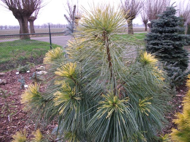 Pinus strobus 'Wendy'