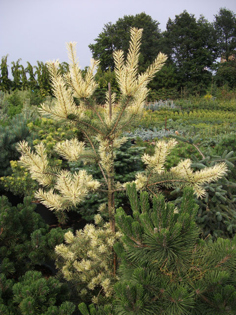 Pinus sylvestris 'Brentmoor Blonde'