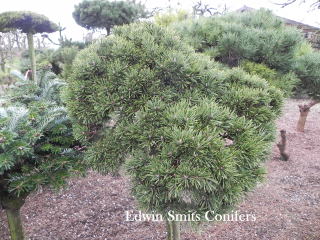 Pinus sylvestris 'Calle'