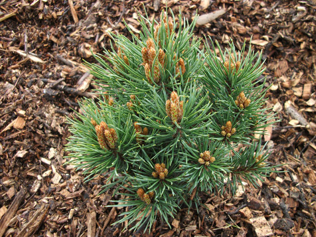 Pinus sylvestris 'Frensham'