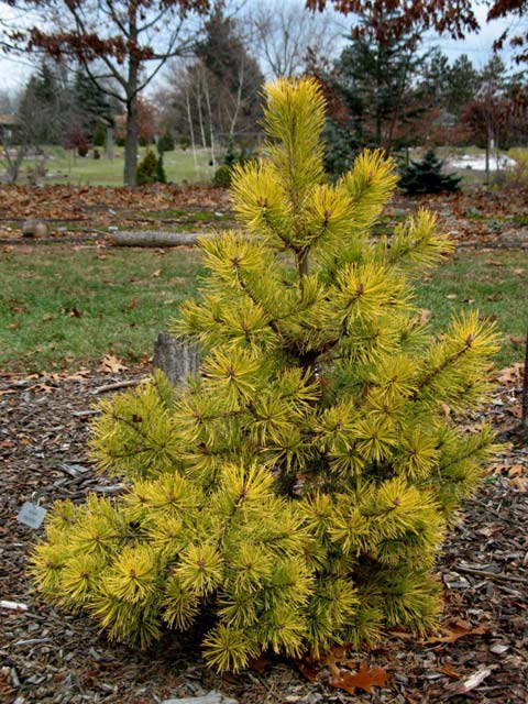 Pinus sylvestris 'Gold Coin'