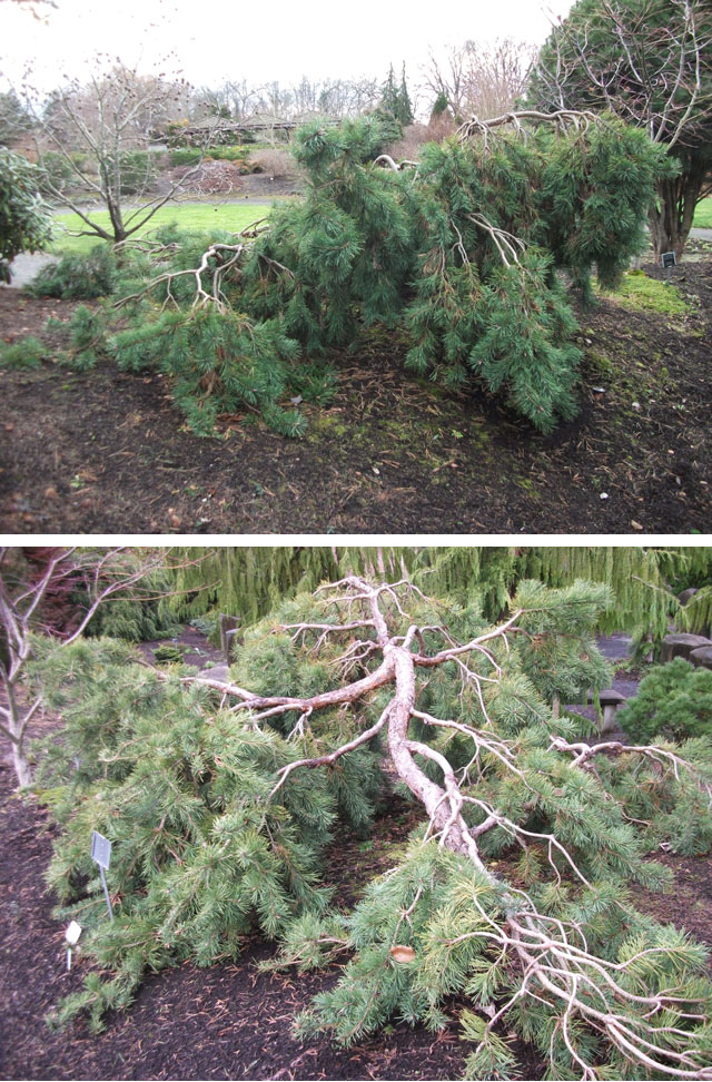 Pinus sylvestris 'Mitsch Weeping' (Pendula)