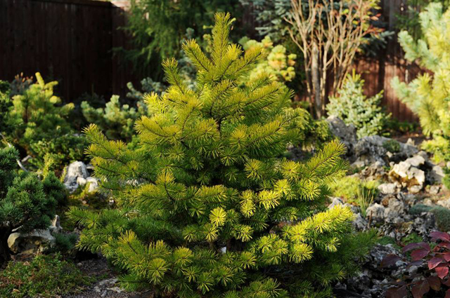 Pinus sylvestris 'Trollguld'