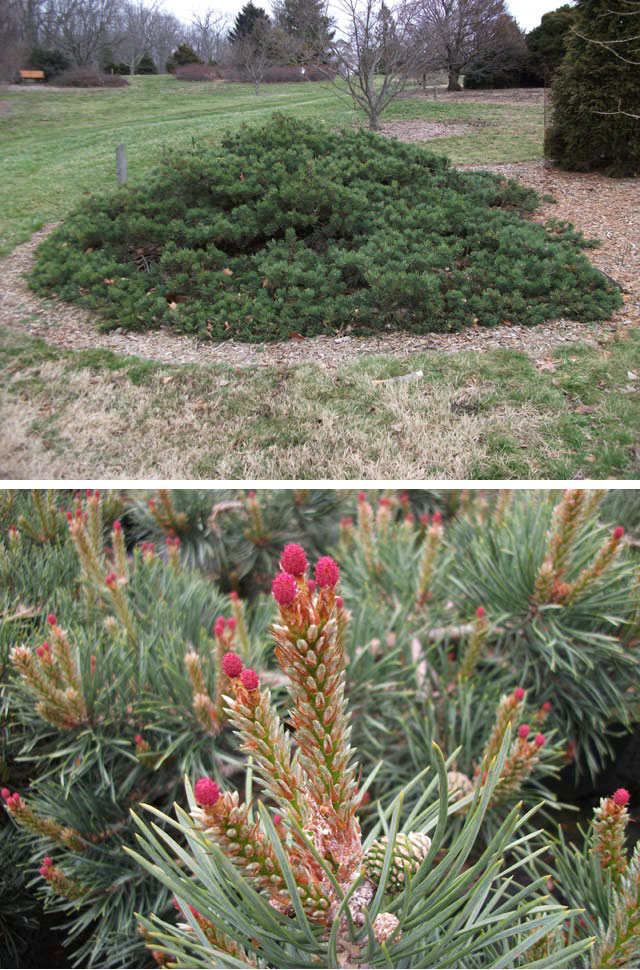 Pinus sylvestris 'Albyn' (Albyns Prostrate, Albyns)