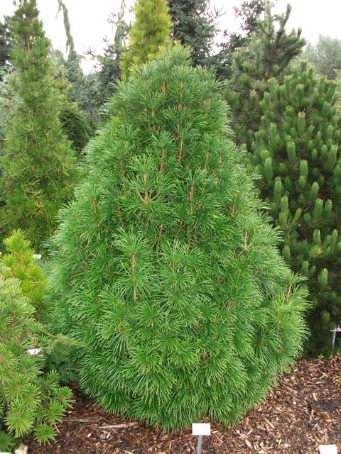 Sciadopitys verticillata 'Little Filip'