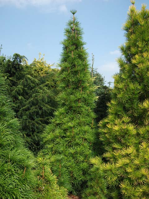 Sciadopitys verticillata 'Big Filip'