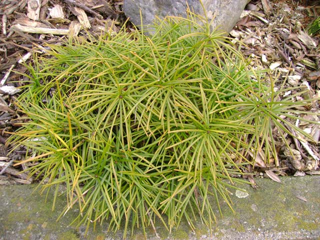 Sciadopitys verticillata 'Filip's Tiny Treasure'